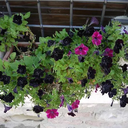 Domus Calzolari 公寓 *