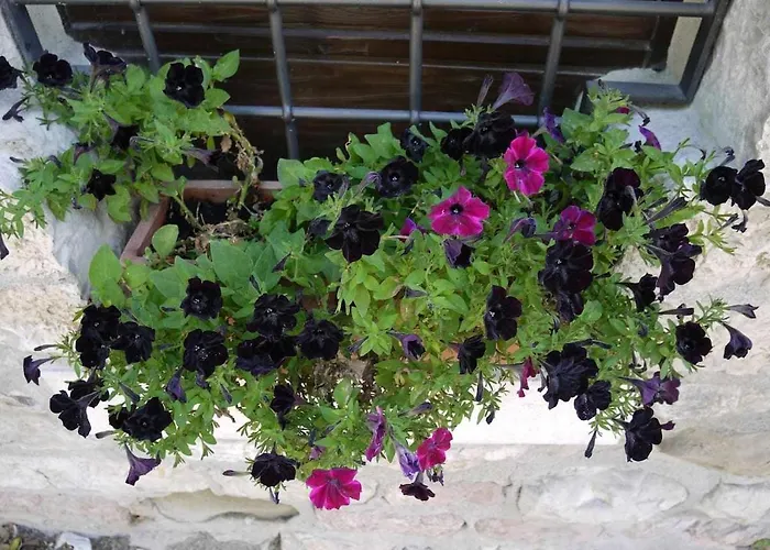 Domus Calzolari Apartmán *